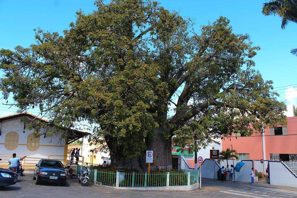 O Baobá Secular de Nísia Floresta e a Conexão com Saint-Exupéry e O Pequeno Príncipe